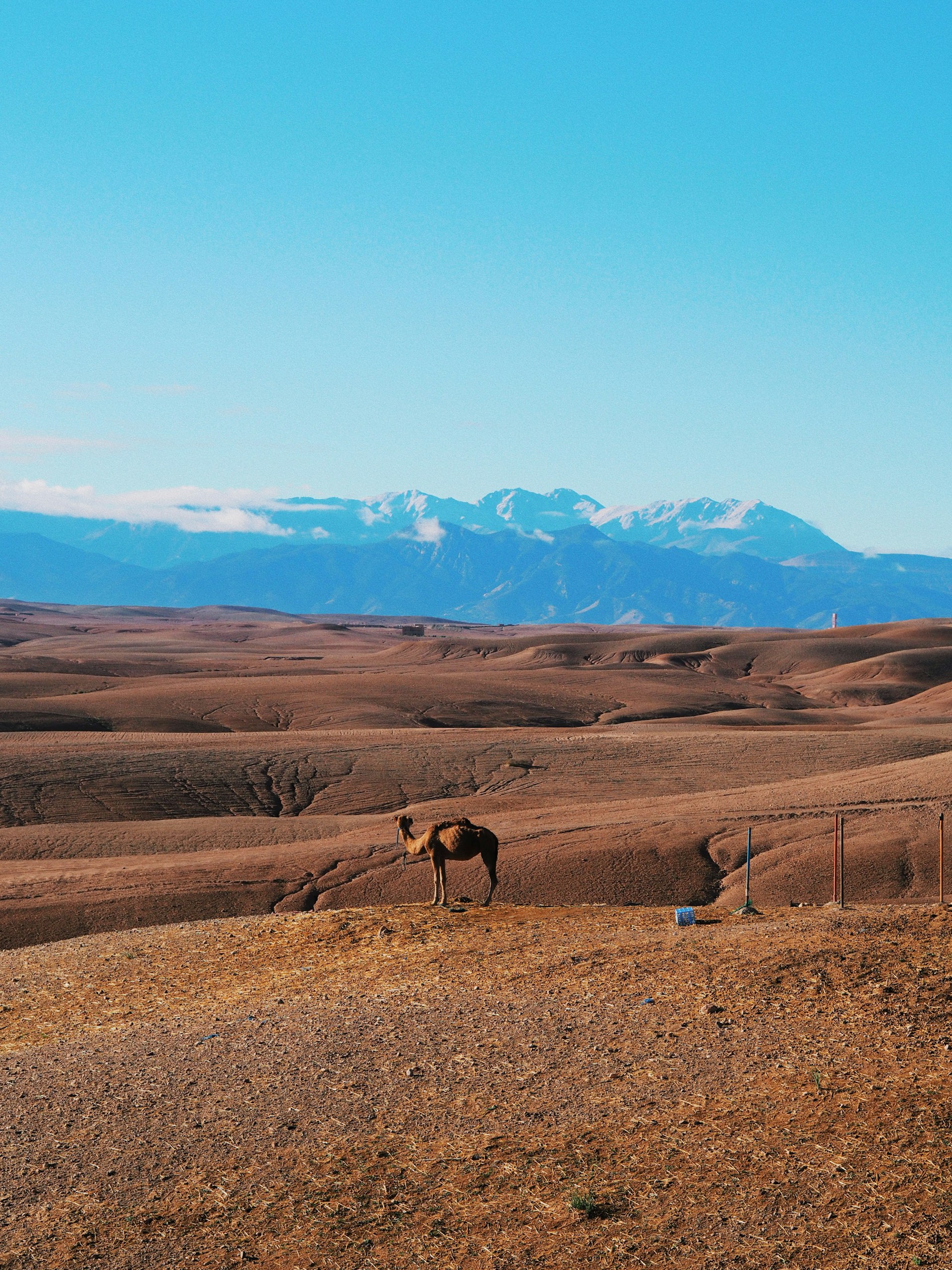 Marrakech & Atlas Elegance – Un Séjour Marocain de Luxe Absolu